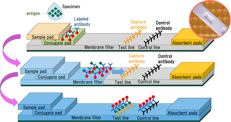 検査キットの仕組みの図解