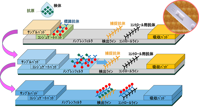 検査キットの仕組みの図解